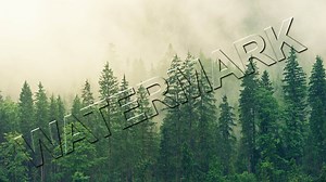 Create a transparent watermark in Adobe Photoshop - Edit with Kim