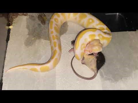 Warning ⚠️ Live Feeding Albino Pythons