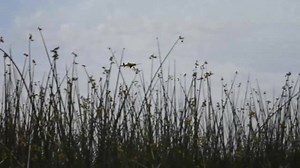 4.9K views · 210 reactions | Video: It's always an amazing sight to see - the rice seeding planes over fields in the Sacramento Valley. This Brian Baer footage is from Yuba County. | California Rice Commission | Facebook