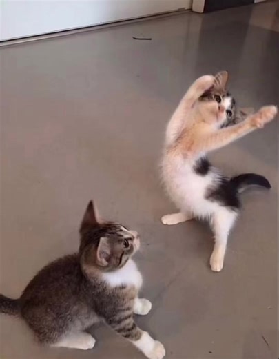 Chino y Nacho: Tu Angelito Coreografía y Canciones