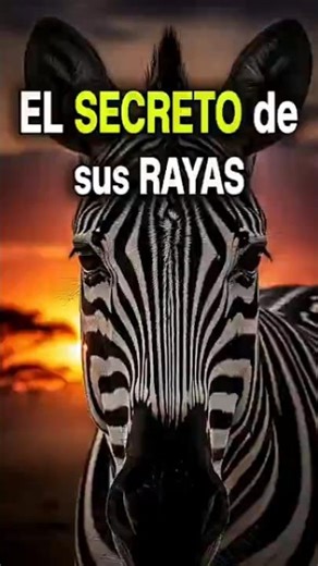 Why Do Zebras Have Stripes? The Real Reason. #zebras #animals #nature #savannah