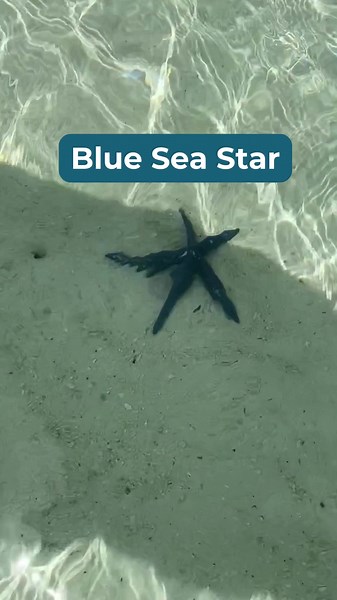 IMARCS Foundation on TikTok