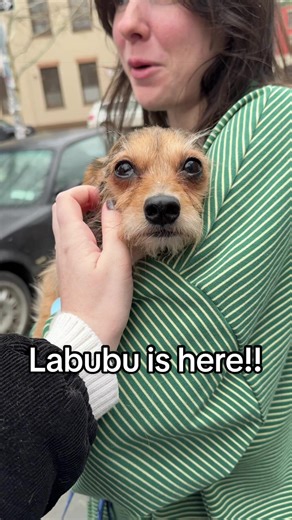 Foster 66 is here! If you haven’t already met Labubu on @Isabel Klee ‘s posts, this is Labubu! He was found in that little travel crate on the street in NYC and brought to @Muddy Paws Rescue by a good samaritan. Since Isabel’s already foster Raven and our girl Tootsie got adopted yesterday, we were more than happy to take over as Bubu’s full time fosters 🥰🥰🥰