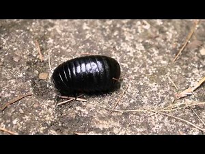 Huge Pillbug/Roly Pollie/Rollie Pollie found in India