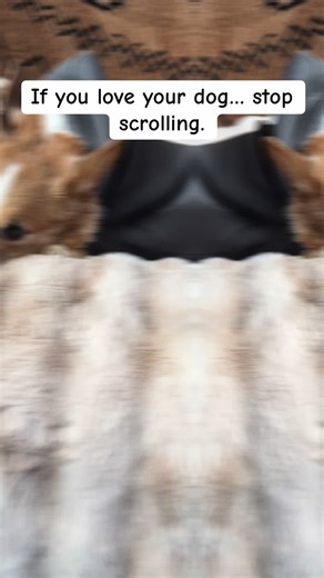 Your dog deserves more than a flat boring bed. This dog bed is soft, calming, and perfect for pups that love to curl up and nap all day. If your dog treats your couch like their bed anyway, it might be time for an upgrade. Grab this dog bed on TikTok Shop before it’s gone. 🐶🛏️ #dogbed #dogsoftiktok #petmusthaves #dogmomlife #tiktokshopfinds