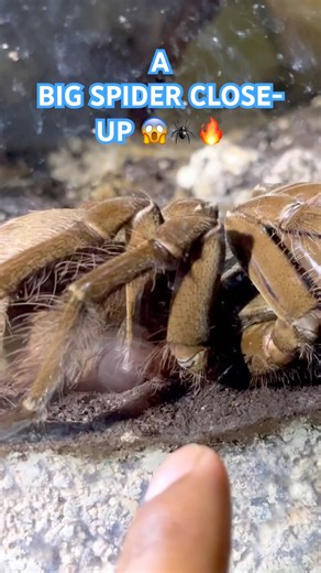 World’s Scariest Spider Found in the Amazon 😱🕷️