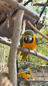 Checking the Macaw Nesting Box 🦜 No Eggs Yet… But Soon! 🥚✨