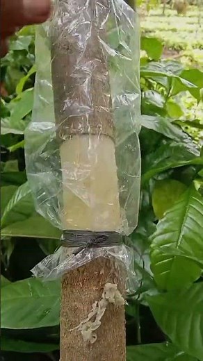 How to Create Full Roots Around the Trunk 🌳