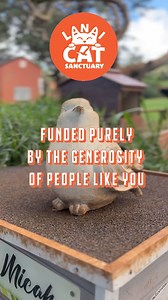 3.9K views · 220 reactions |  Milkshake's Journey: From Lanai to...