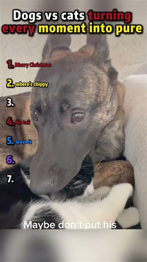 Dogs vs cats turning every moment into pure