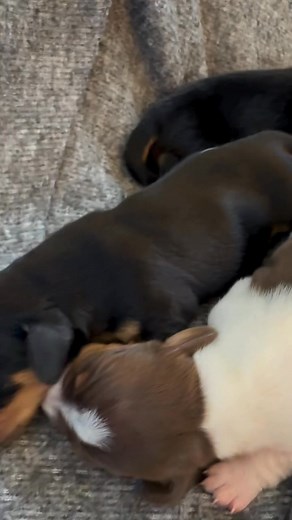 ✨ Get ready to fall head over paws for the cutest mini Dachshund...