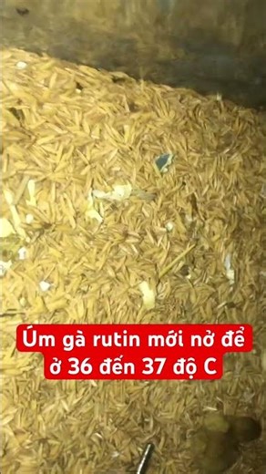 Gà Rutin mới nở 1 đến 7 ngày tuổi lên úm ở 36 đến 37 độ. Gà mới nở cho ăn cám và tỏi lá nốt xay nhỏ
