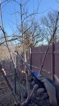 Orchard Prune and Spray Treatment