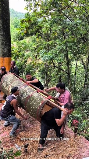Why Farmers Strip the Bark Off Living Trees? The Cinnamon Secret! #facts #ytshorts #trending