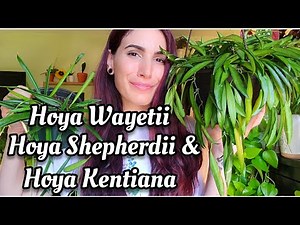 Hoya Wayetii vs. Hoya Shepherdii & Hoya Kentiana | do you have variegated Kentiana or Wayetii? 🤔