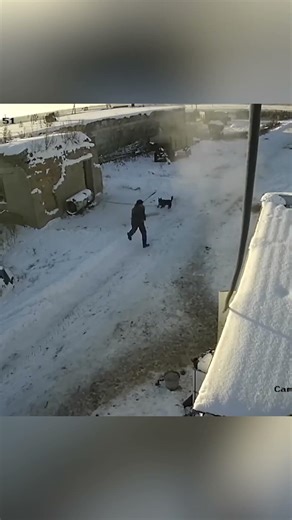 Chained Dog Scares Off Attacking Fox!😱#shorts