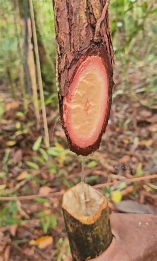 117K views · 93 reactions | . . . . #facts #shorts #didyouknow #youtubeshorts #amazingfacts #viralshorts #interestingfacts #fblifestyle | Fact Checkz | Facebook