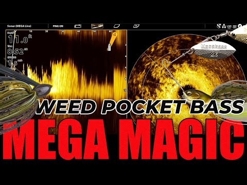 Mega Live Magic: Dialing in Weed Pocket Bass