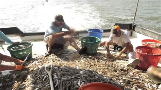 As Georgia’s shrimping season approaches, the state’s seafood industry finds itself at a crossroads. In this special report from Athens, Damon Jones sits down with Mark Risse, Director of UGA Marine Extension, to explore both the pressing challenges and promising opportunities for Georgia aquaculture. | Farm Monitor