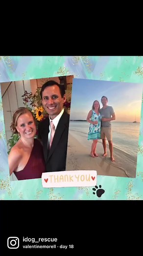 IDOG Rescue - Labradoodle & Goldendoodle Rescue on Reels