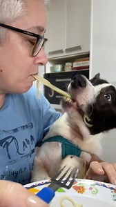 Dama e o Vagabundo estão diferentes… 😂😂😂 #petinfluencer #cachorros #animais #cachorrosdobrasil #meupet #amocachorro #adote #viralatas | perninhathedog