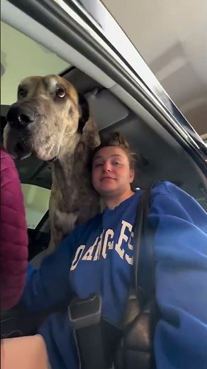 Great Danes Insist On Helping Mom With Laundry | The Dodo