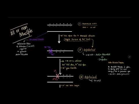 Action Potential & Nerve Impulse | Last-Minute Exam Revision | High-Yield Biology