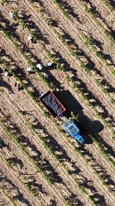 The island's vineyards, with over 2000 years of history, produce wines whose uniqueness and singularity reinforce their distinctive character 🍇 📸©️ ATC | Visit Corsica Tourism