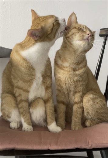 Bobby and Joey: The Unbreakable Bond of Two Cats