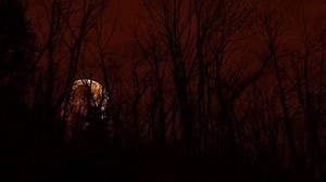 clip-1068134783-cinematic-moonrise-forest-3d-animation