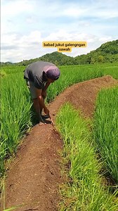 babad jukut galengngan sawah | Bani Bani