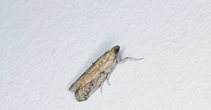 Mites alimentaires : ces astuces pour se protéger de l'infestation