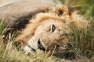 Learn about predator deterrent lights