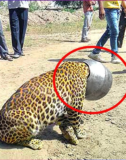 32 Acts of Human Love Helping Animals in Difficult Times Captured on Camera 🤴vs🐒 | Best Video