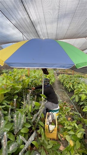 INTERVIEW ko muna si kuya! Tara Pasukin naten!! Magiwan ka din ng Bakas At Bakasan kita mamaya😉❤️ #CocoaFarm #graftedfruitbearingtrees #interview #highlights2025 #highlight | Sandra Tajonera