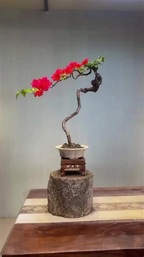 Video của HI BONSAI ART (@hi_bonsai_art) với bản nhạc sunet original - 💙Cammy🦋Tamaya🤍