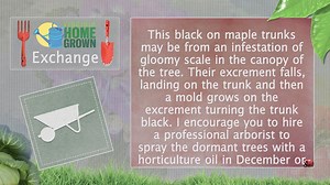 Peggy recommends hiring a professional arborist to treat the dormant trees with horticulture oil over winter for two years to save the trees. | Virginia Home Grown