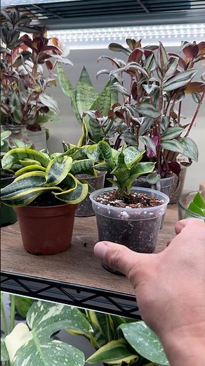 Why Snake Plants Die Slowly (And How to Fix It)