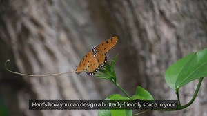 How To Create A Butterfly Garden