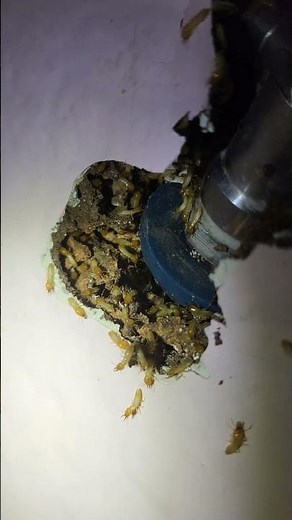 Termite Warning Signal. Sound on!