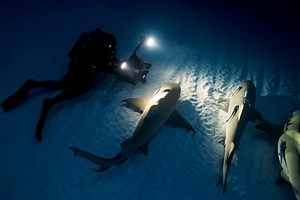 Mysteries Remain as to Whether Various Shark Species Ever Sleep