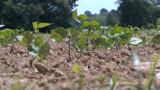 Rent a row, farm your own produce for $20 in Forrest County