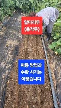 알타리무(총각무), 파종 방법과 수확은 이렇게 합니다 #farming #現代農業 #알타리무 파종 방법 #shorts #영농일기