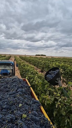 189K views · 4K reactions | Grapes  orchards farm's walkthrough video | Zortrax Agriculture Corporation | Facebook