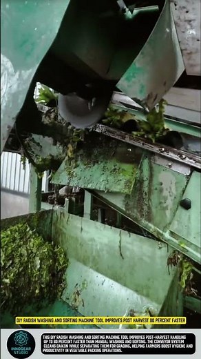 DIY radish washing and sorting machine tool improves post harvest 80 percent faster