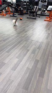 Ruby is the kitten I decided to keep | Pearl's Ragdolls