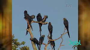 This parrot lover sets out to rescue some chicks who are stuck in a flooded nest! He heads up a tree and finds some malnourished parrots, and devises a way to get them fed and healthy again. Watch amazing animal stories on Animal Rescue! Watch for FREE on Dabl Network TV! Visit https://bit.ly/2sGTUwA for where to watch! #RescueAnimals #animalrescue #animalrescues #animalrescuer #AmazingStories | Iconic TV Moments