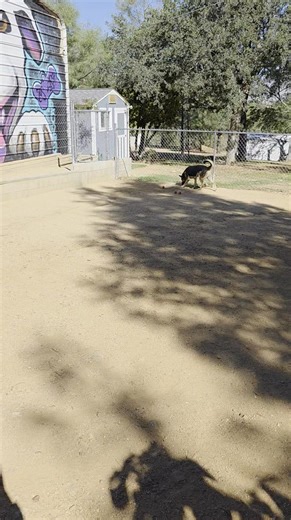 Our ultimate ball hog, Grant. #rescuedogs #adoptabledogs #dogsaremedicine #sosdogrescue #strengthofshadow #rescuedismyfavoritebreed #shepherds | SOS Dog Rescue - Strength of Shadow