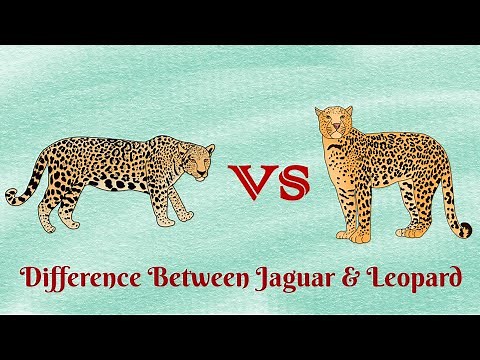 Jaguar VS Leopard...who has the most powerful bite force?