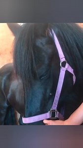 why are these horses crying 😱 | #shorts #viralvideo #fact | Factsx